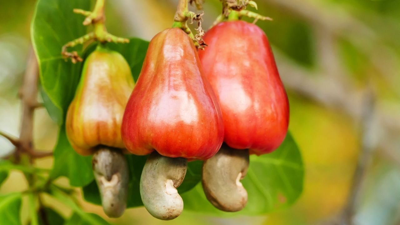 O 'Mel do Nordeste': como cultivar caju, a joia tropical mais resistente à seca