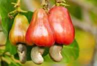 O 'Mel do Nordeste': como cultivar caju, a joia tropical mais resistente à seca