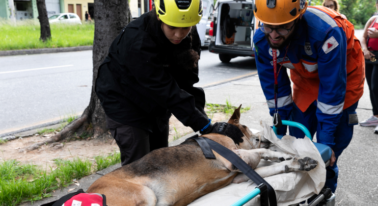Observatório de Bem-Estar Animal: entenda função do órgão criado em BH
