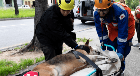 Observatório de Bem-Estar Animal aproxima sociedade civil e entidades do poder público municipal