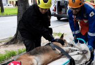 Observatório de Bem-Estar Animal: entenda função do órgão criado em BH