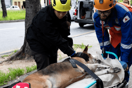 Observatório de Bem-Estar Animal: entenda função do órgão criado em BH