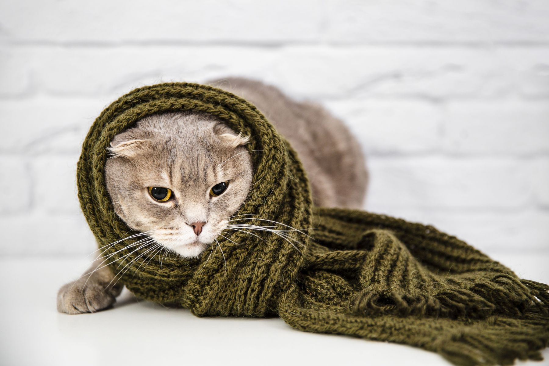 Como identificar se o gato está com frio? Conheça 3 sinais