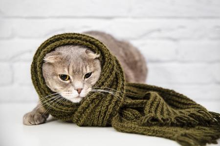 Gato com um cachecol