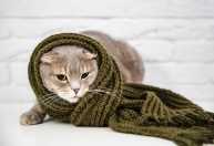 Como identificar se o gato está com frio? Conheça 3 sinais