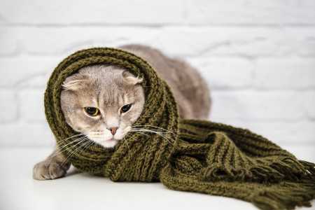 Gato com um cachecol