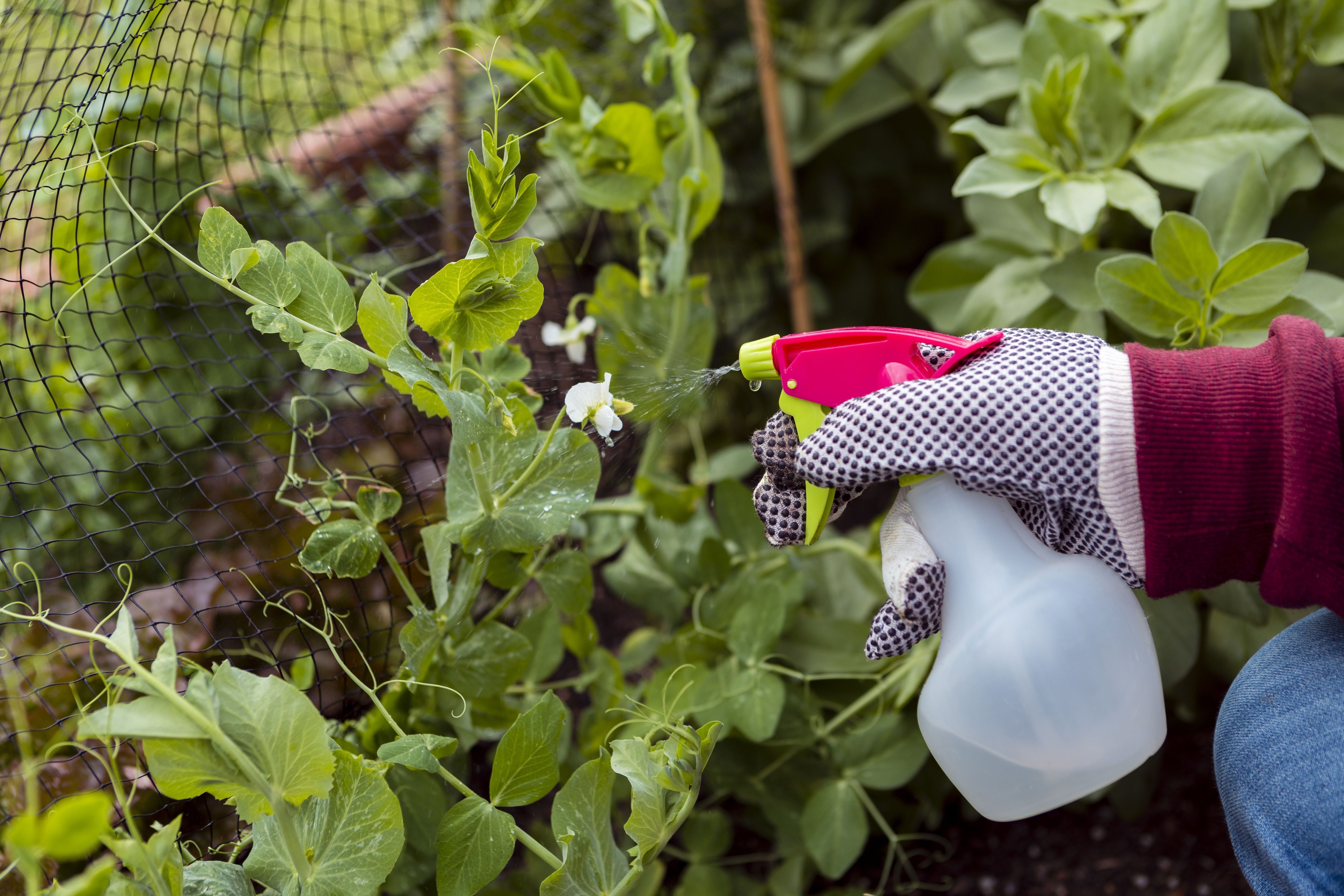 Como afiar uma tesoura de jardim para cortar ramos ou pasto: uma maneira rápida e fácil