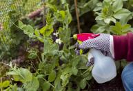 Como afiar uma tesoura de jardim para cortar ramos ou pasto: uma maneira rápida e fácil