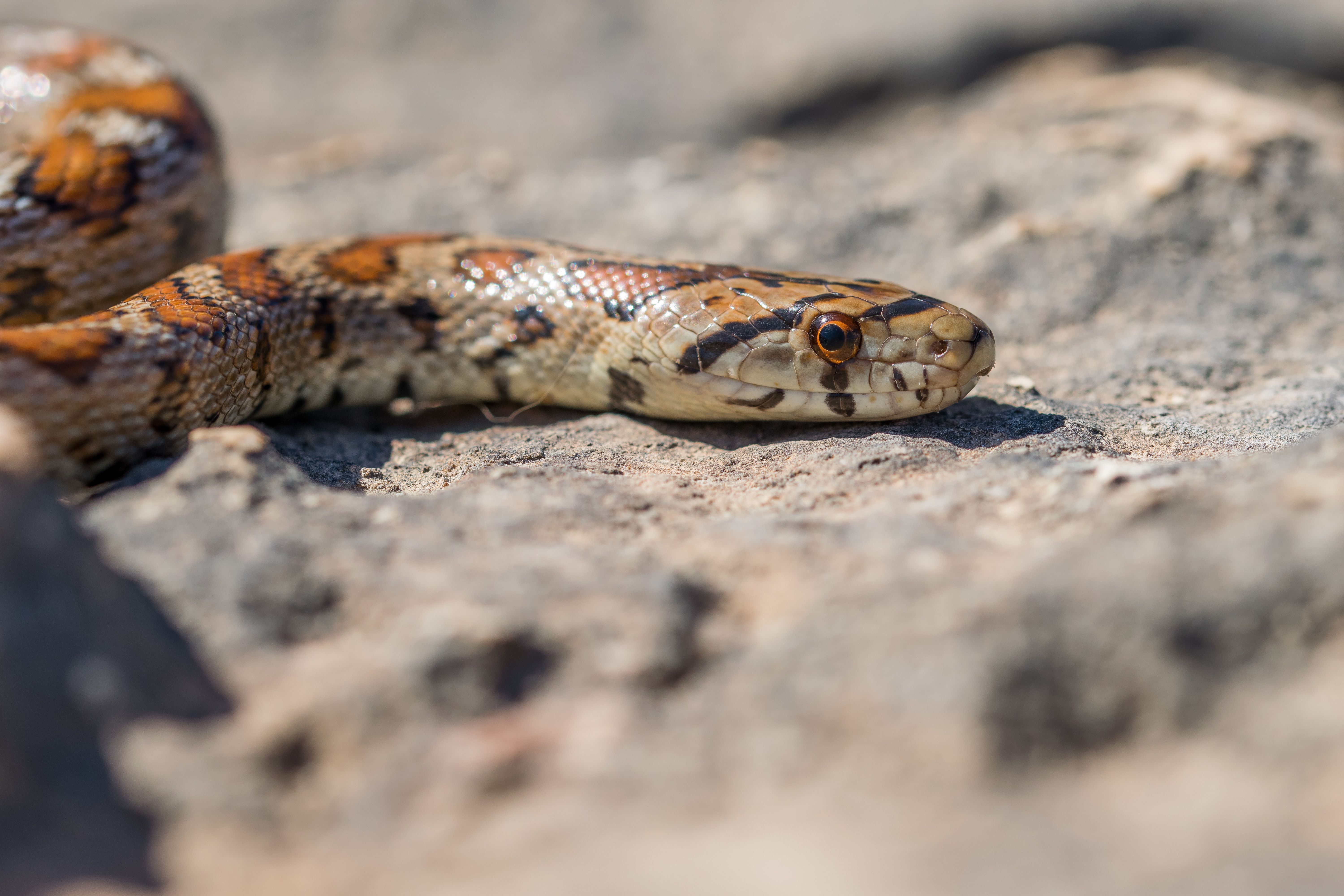 O que fazer se uma cobra entrar na minha casa?