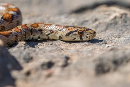 Foto macro em close-up do rosto e da cabeça de uma cobra-leopardo adulta, também conhecida como cobra-rato-europeia (Zamenis situla), espécie endêmica das Ilhas Maltesas.