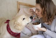 Cachorro pode comer tempero? Saiba o que está liberado e o que evitar