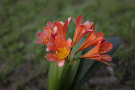 Clivia • Pixabay