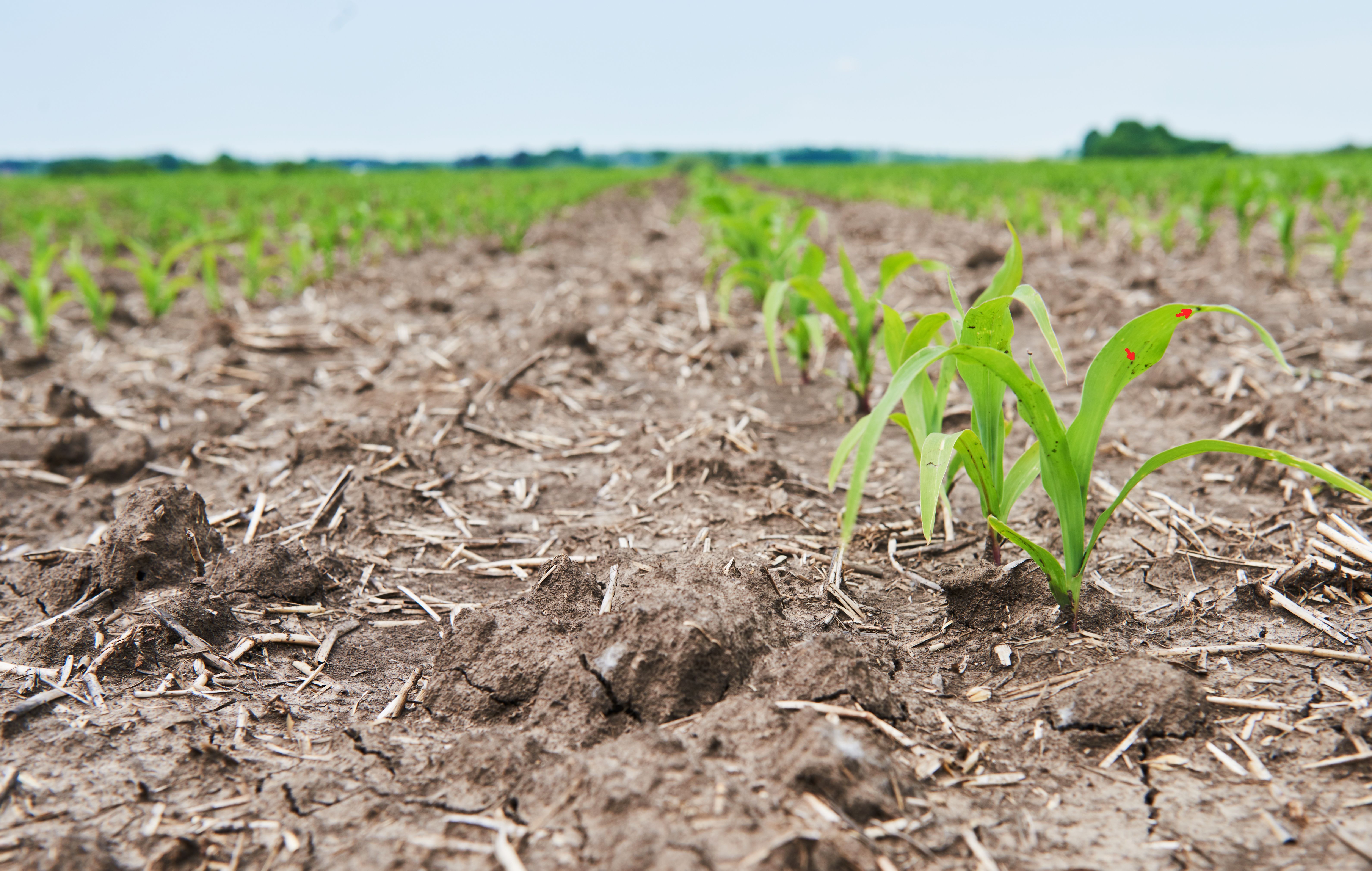 86% dos produtores rurais acreditam que as mudanças climáticas vão interferir na agricultura