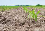 86% dos produtores rurais acreditam que as mudanças climáticas vão interferir na agricultura