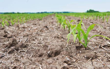 Em uma plantação de milho, pequenos plantas de milho crescem em um solo mais seco