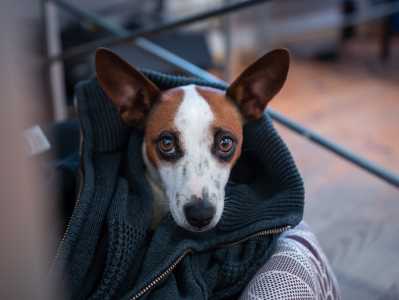 Cachorro fofo de pelos branco e marrom com uma roupinha de frio na cor preta, deitado no sofá