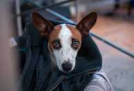 Roupinha para o frio: como saber se o pet precisa e qual escolher