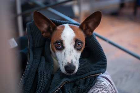 Proposta aprovada no RJ reforça participação de clínicas veterinárias em denúncias