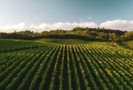 Bioinsumos e controle biológico fortalecem agro contra mudanças climáticas