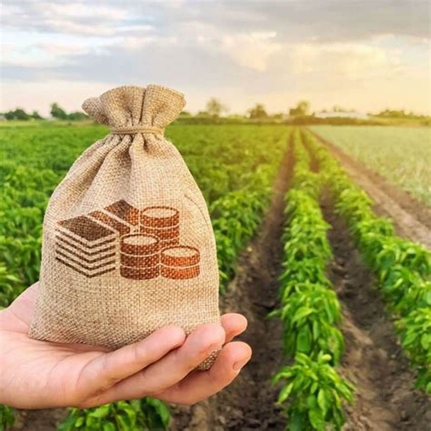 Agronegócio fica com mais da metade do dinheiro liberado pelo BDMG, este ano, no Sul de Minas