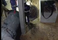 Veja momento em que égua é retirada de adutora da Copasa após provocar falta de água em BH