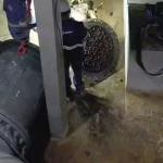 Veja momento em que égua é retirada de adutora da Copasa após provocar falta de água em BH