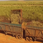 Produtores enfrentam oscilações cambiais e aumento das exigências no campo