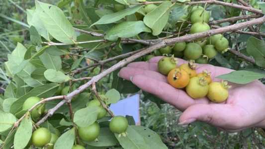 Pé adulto de gabiroba mede cerca de 2 metros e produz frutos pequenos, redondos e amarelos