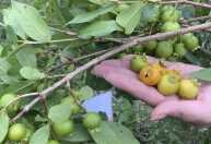 Fruta antiga de quintal da vovó volta aos jardins, aos pomares e vira fonte de pesquisas