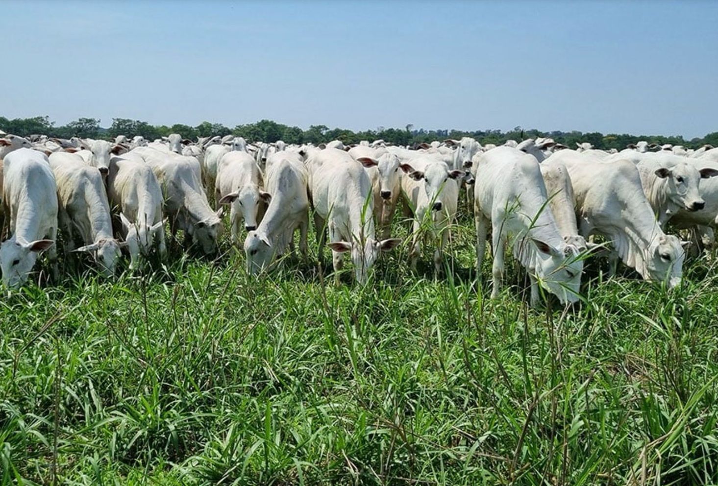 União Europeia diz outro NÃO à carne bovina brasileira