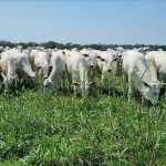 União Europeia diz outro NÃO à carne bovina brasileira