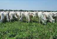 União Europeia diz outro NÃO à carne bovina brasileira
