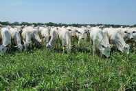 União Europeia diz outro NÃO à carne bovina brasileira