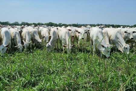 União Europeia diz outro NÃO à carne bovina brasileira