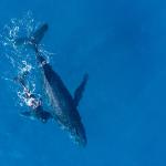 Baleia quebra recorde ao percorrer 15 mil km entre Bahia e Austrália