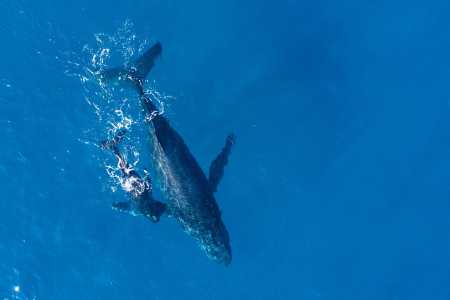 Baleia quebra recorde ao percorrer 15 mil km entre Bahia e Austrália