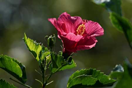 Hibisco • Pixabay