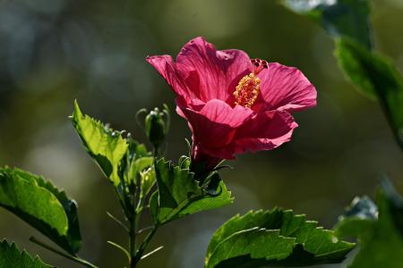 Hibisco • Pixabay