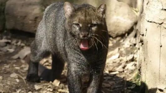 Exemplar de jaguarundi no zoológico da Tchéquia • Reprodução