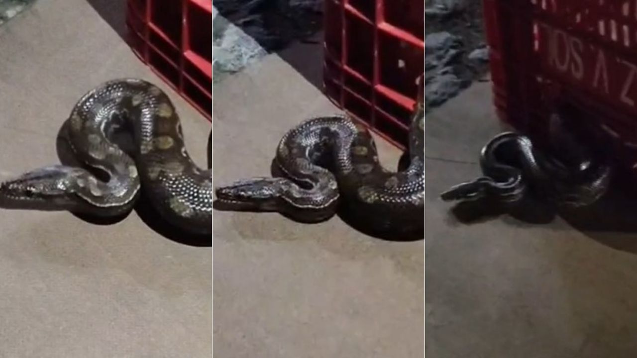 Vídeo: Jiboia com mais de 1 metro é encontrada em motor de carro no Palmital