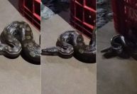 Vídeo: Jiboia com mais de 1 metro é encontrada em motor de carro no Palmital