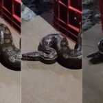 Vídeo: Jiboia com mais de 1 metro é encontrada em motor de carro no Palmital