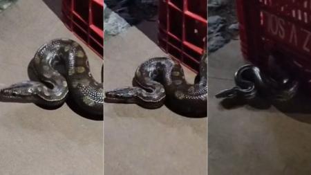 Cobra saiu do motor do carro e rastejou pela rua