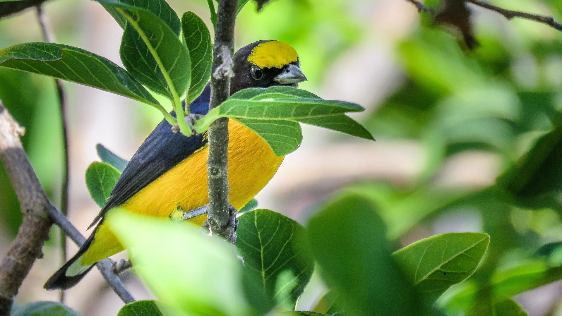 O que significa a presença de bem-te-vis no seu jardim