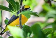 O que significa a presença de bem-te-vis no seu jardim