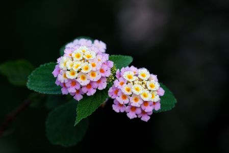 Lantana • Pixabay