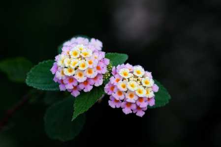 Lantana • Pixabay