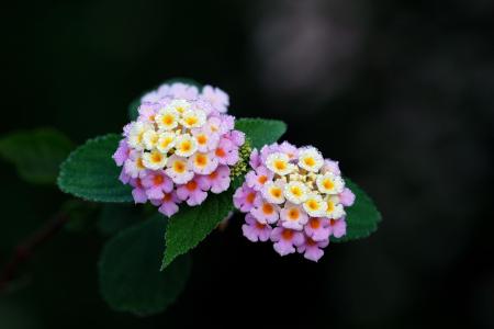 Lantana • Pixabay