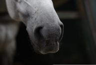 Varginha recebe a 1ª Cavalgada do Café neste sábado