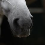 Varginha recebe a 1ª Cavalgada do Café neste sábado